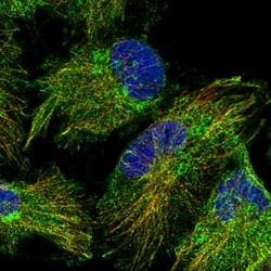 RABL5 Antibody, Novus Biologicals 0.1mL; Unlabeled:Antibodies, Polyclonal